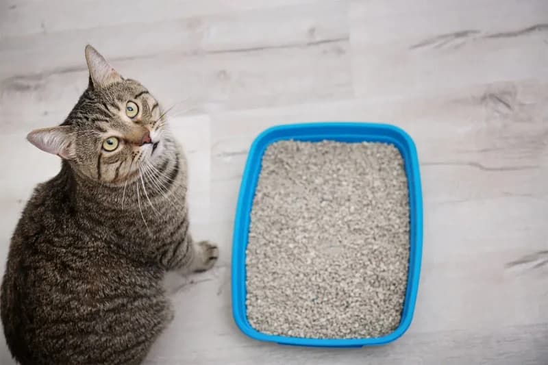 Best Natural Cat Litter for Odor Control - 2026 Eco Guide